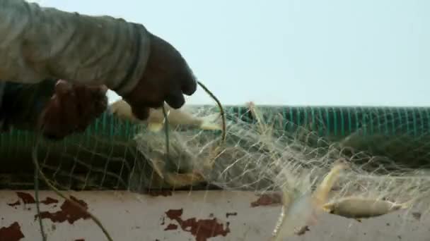 Indischer Fischer zieht Fisch aus dem Netz. — Stockvideo