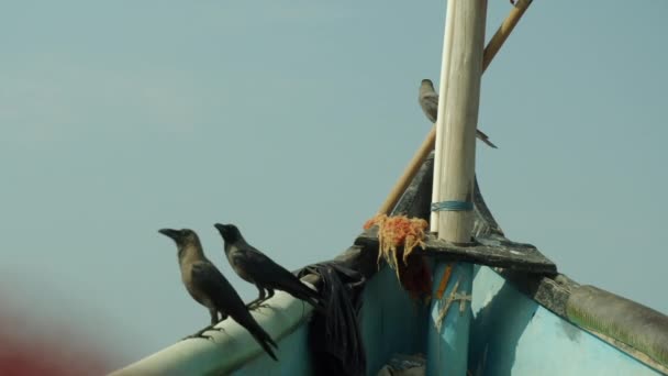 Des corbeaux sur un bateau de pêche. Côte de Goa. — Video