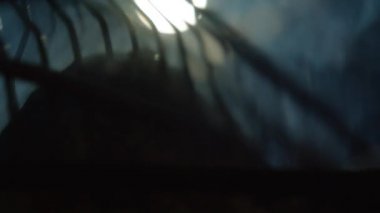 Balık, metal bir kızartma tavasında kızartılmış. Yakın plan..