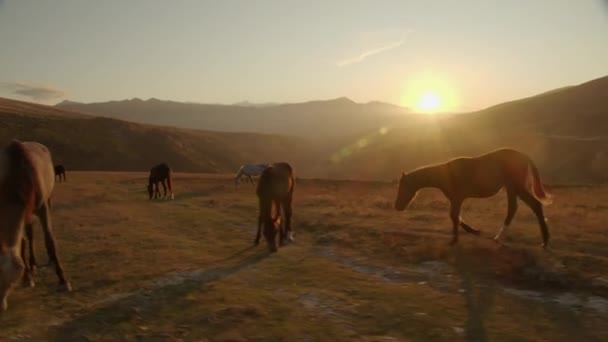 Konie pasą się w górach o zachodzie słońca. Widok z samochodu. — Wideo stockowe