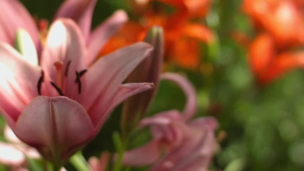 Fotografering i rörelse längs rosa och orange lilja blommor. Närbild. Dolly skjuten — Stockvideo