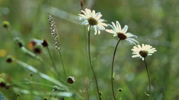 Margaritas salvajes saludando con el viento en el campo. De cerca. . — Vídeos de Stock