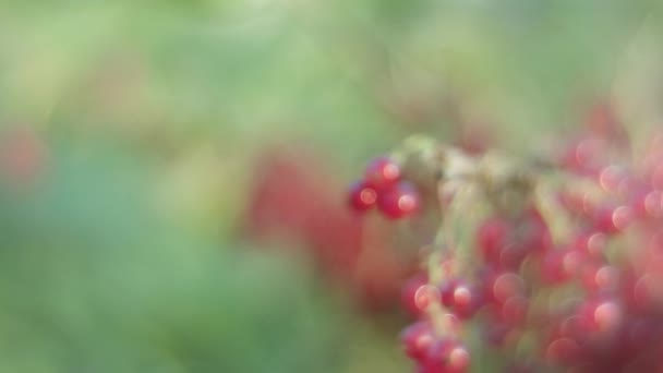 Shooting in motion along a branch of red currant. Close-up, focus translation. — Stock Video