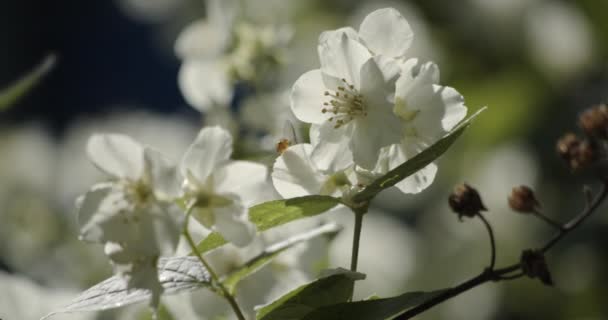 Közelkép a virágzó jázminról. A rovar egy virágon ül.. — Stock videók