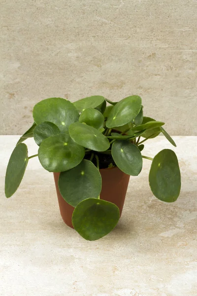 Pilea peperomioides, pota para bitki. Tek bitki, bej renkli arka plan. 