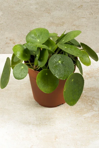 Pilea peperomioides, pota para bitki. Tek bitki, bej renkli arka plan. 