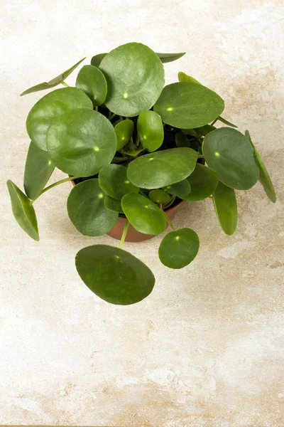 Pilea peperomioides, pota para bitki. Tek bitki, bej renkli arka plan. 