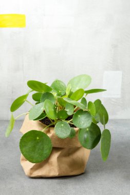 Pilea peperomioides, para bitki Kağıt tencerede. Tek bitki, gri arka plan. 