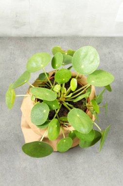 Pilea peperomioides, para bitki Kağıt tencerede. Tek bitki, gri arka plan. 