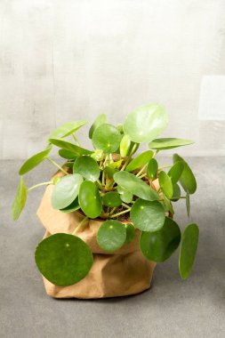 Pilea peperomioides, para bitki Kağıt tencerede. Tek bitki, gri arka plan. 