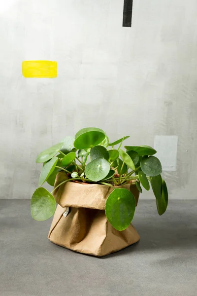 Pilea peperomioides, para bitki Kağıt tencerede. Tek bitki, gri arka plan. 