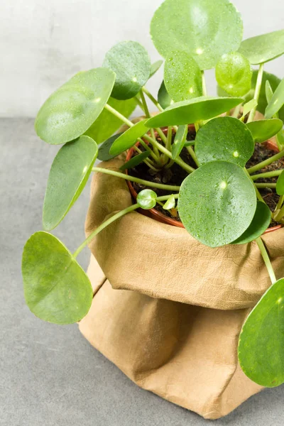 Pilea Peperomioides Pabrik Uang Pot Kertas Tanaman Tunggal Latar Belakang — Stok Foto