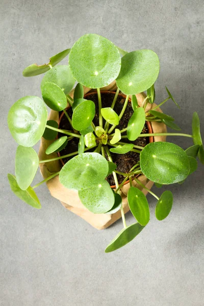 Pilea peperomioides, money plant in the paper pot. Single plant, gray background.