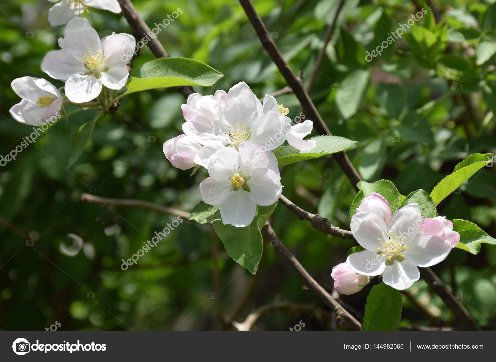 Apple blossom close-up. Spring. A new beginning. ⬇ Stock Photo, Image