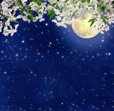 Ay ışığında kiraz çiçekleri. Bahar gece. Mistik. Tam moo