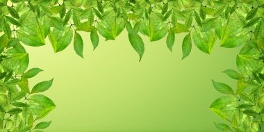 Parkta bahar. Panorama. Yaprakları arka plan.