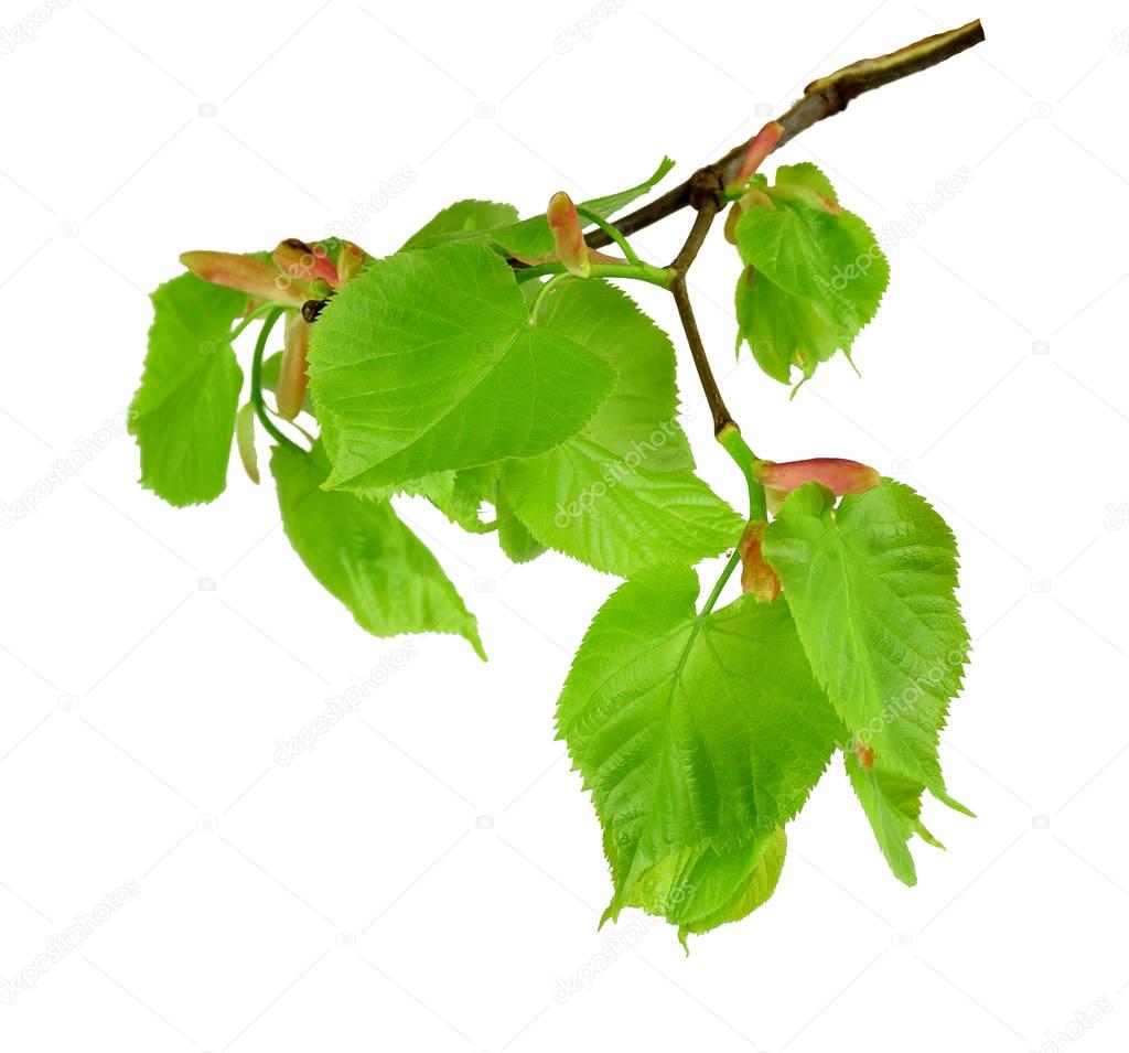 Young linden blossoms and leaves, isolated without shadow.