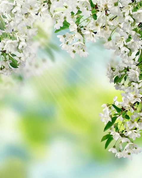 Cereja em flor. Dia de primavera no jardim. Contexto — Fotografia de Stock