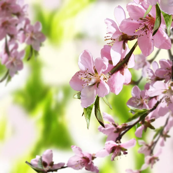 Flores de pêssego. Close-up. A natureza acordou. Contexto . — Fotografia de Stock