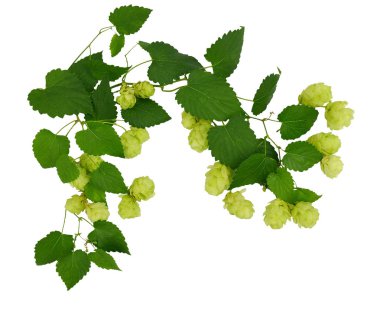 Hop cones with leaves / isolated without shadows /.