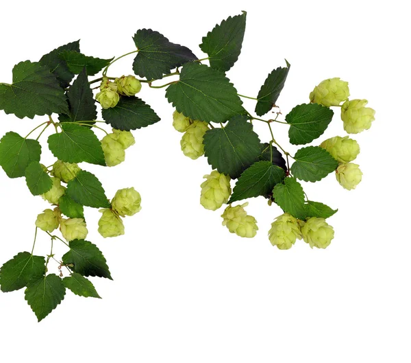 Hop cones with leaf isolated on white background without shadows — Stock Photo, Image