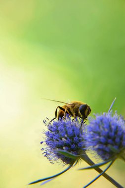 (Eristalis tenax) Sinek mavi bir alan devedikeni üzerinde içme nektar.