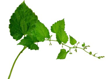 Very young hop cones with leaves. / Isolated /