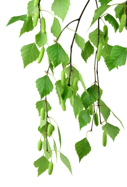 Gren av björk med knoppar och blad, isolerade utan skugga. — Stockfoto