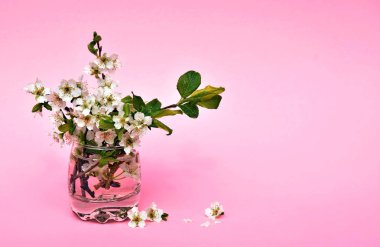 Pembe bir arka plan üzerinde çiçek açan Erik. Çocuklar için bir hediye toplandı