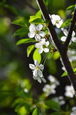 bulanık doğa arka plan üzerinde kiraz çiçekleri