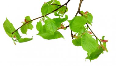 Şube ile genç yaprakları ve ıhlamur Bud / s izole