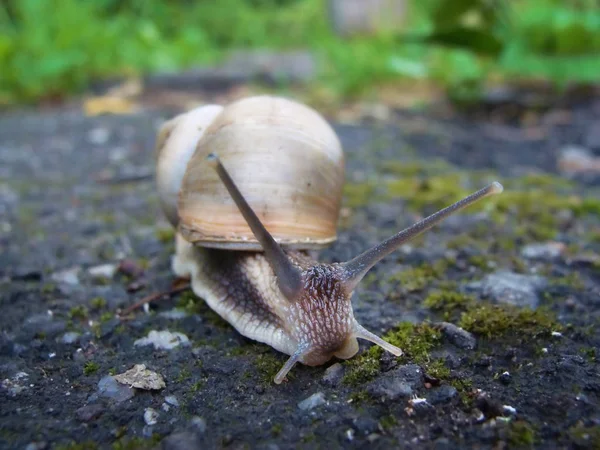 Curious snail in the garden, on the road. — Stock Photo, Image