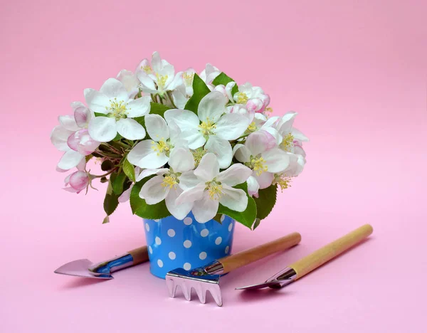 Ramo de flor de manzana en un cubo decorativo y herramientas de jardín —  Fotos de Stock