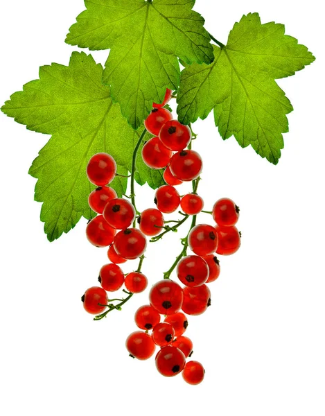 Red currants and leaves /  isolated  without a shadow/ — Stock Photo, Image