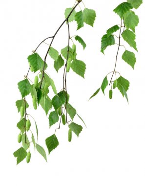 Spring blossoms tree birch with young green leaves. /isolated/