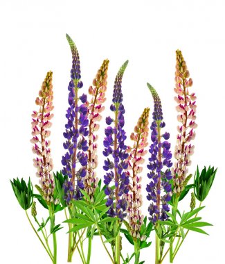 Blooming Pink and purple lupine / isolated /