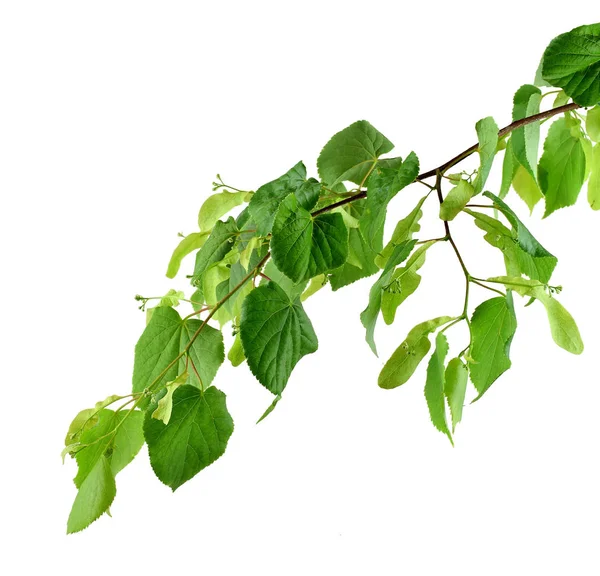 Branch with young leaves and buds of linden / isolated without s — Stock Photo, Image