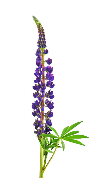 Blooming Lupine flower ,/ Isolated on white background without s