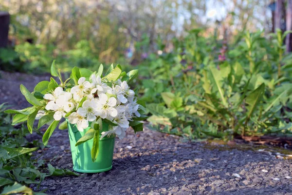 Flores de cerejeira em um balde decorativo. Dia da Primavera. Jardim . — Fotografia de Stock