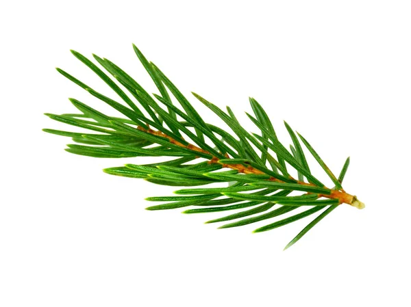 Fir branch isolated on white.without a shadow. close-up. — Stock Photo, Image