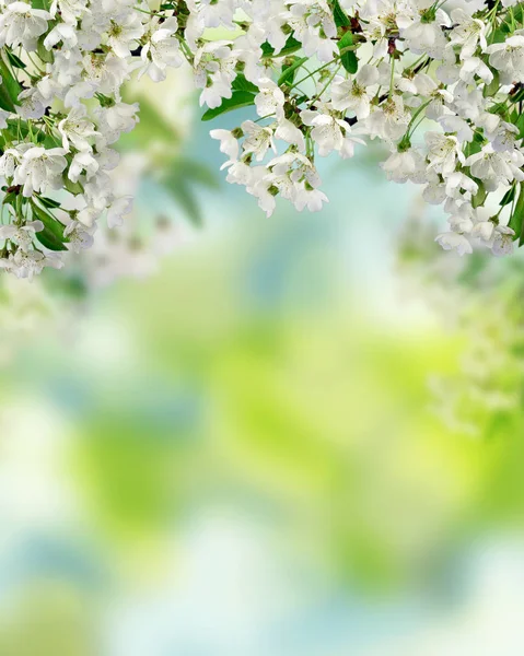 Cereza floreciente. Primavera en el jardín. Contexto . — Foto de Stock