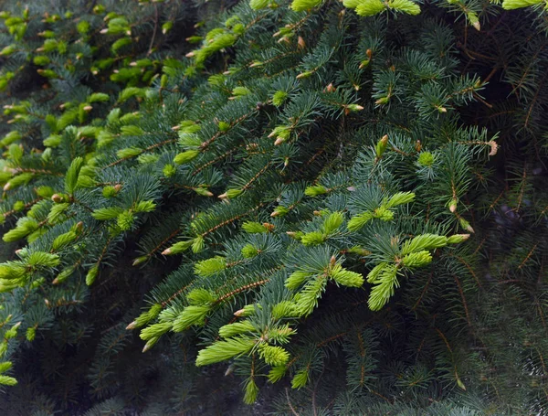 Small cones on spruce branches. Walk in nature. Dense forest. — Stock Photo, Image