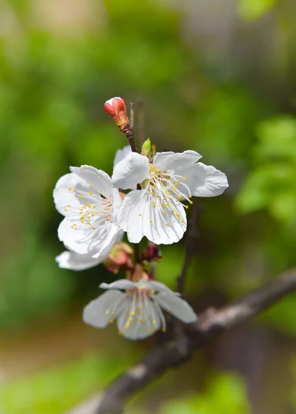 Apricot branch with flowers. Spring mood.  Lovely season. Wake — Stock Photo, Image