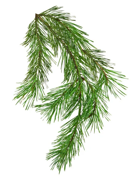 Pine branch isolate on white background without shadows. Spruce. — Stock Photo, Image