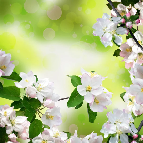 Ramas de flor de manzana y delicadas hojas jóvenes. Hermosa s — Foto de Stock