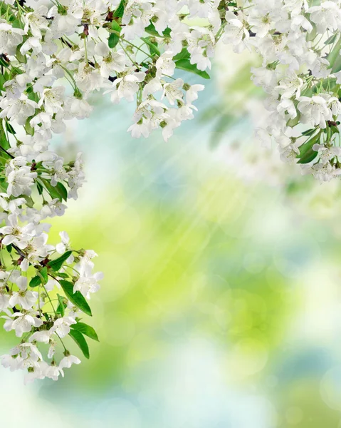 Los cerezos florecen a la luz del sol. Primavera en el jardín . — Foto de Stock