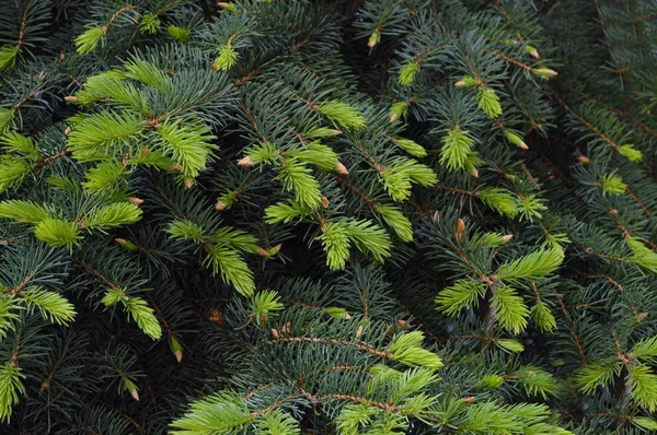 Small cones on spruce branches. Close-up. Walk in nature. — Stock Photo, Image
