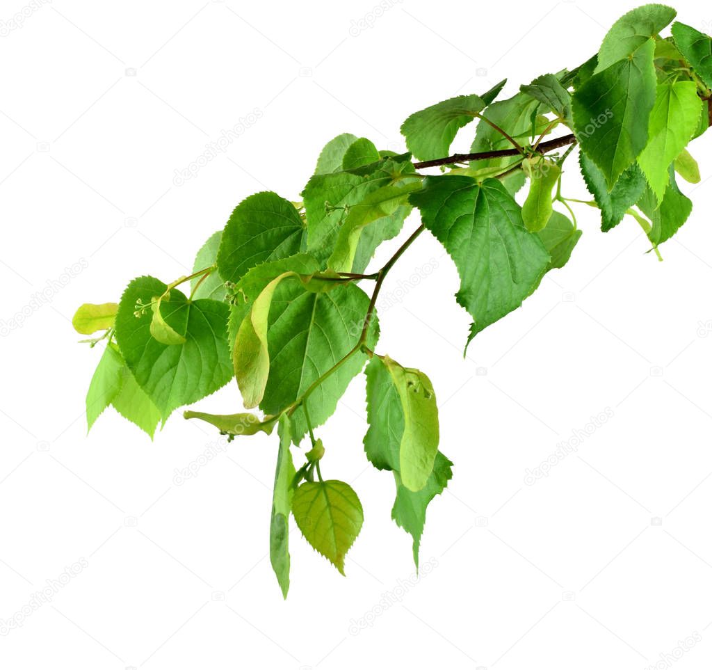 The branch of a linden with leaves and flowers. Isolated