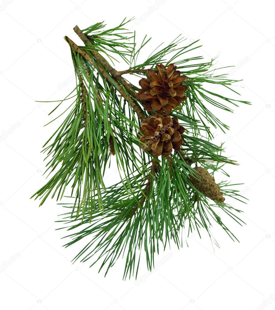 Pine branches with cones, isolated without shadow.