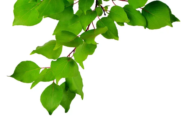 Branch abrikozen geïsoleerd op een witte achtergrond. Close-up. Zomer. — Stockfoto